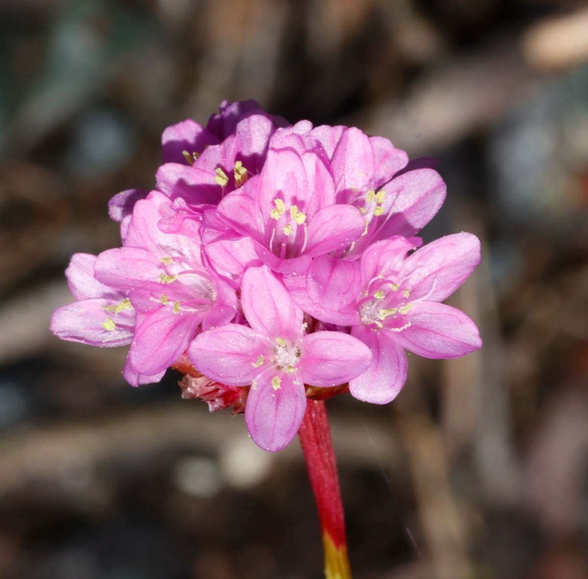 Armeria maritima ssp serpentini Wojaleite Wurlitz Juni24 A05.jpg