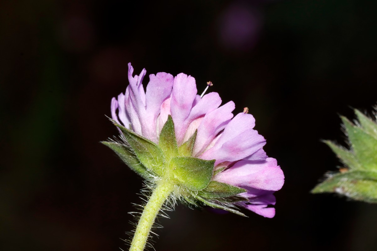 Knautia serpentinicola Wojaleite Wurlitz Juni24 A07.jpg