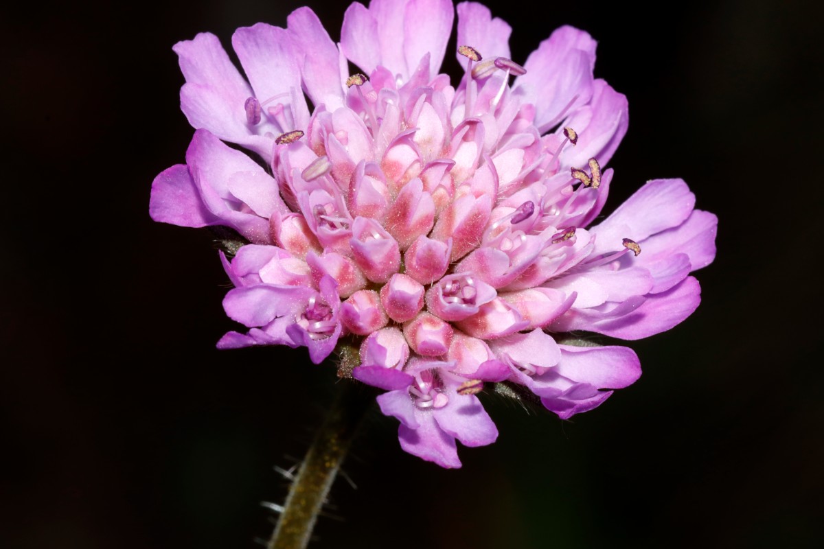 Knautia serpentinicola Wojaleite Wurlitz Juni24 A08.jpg