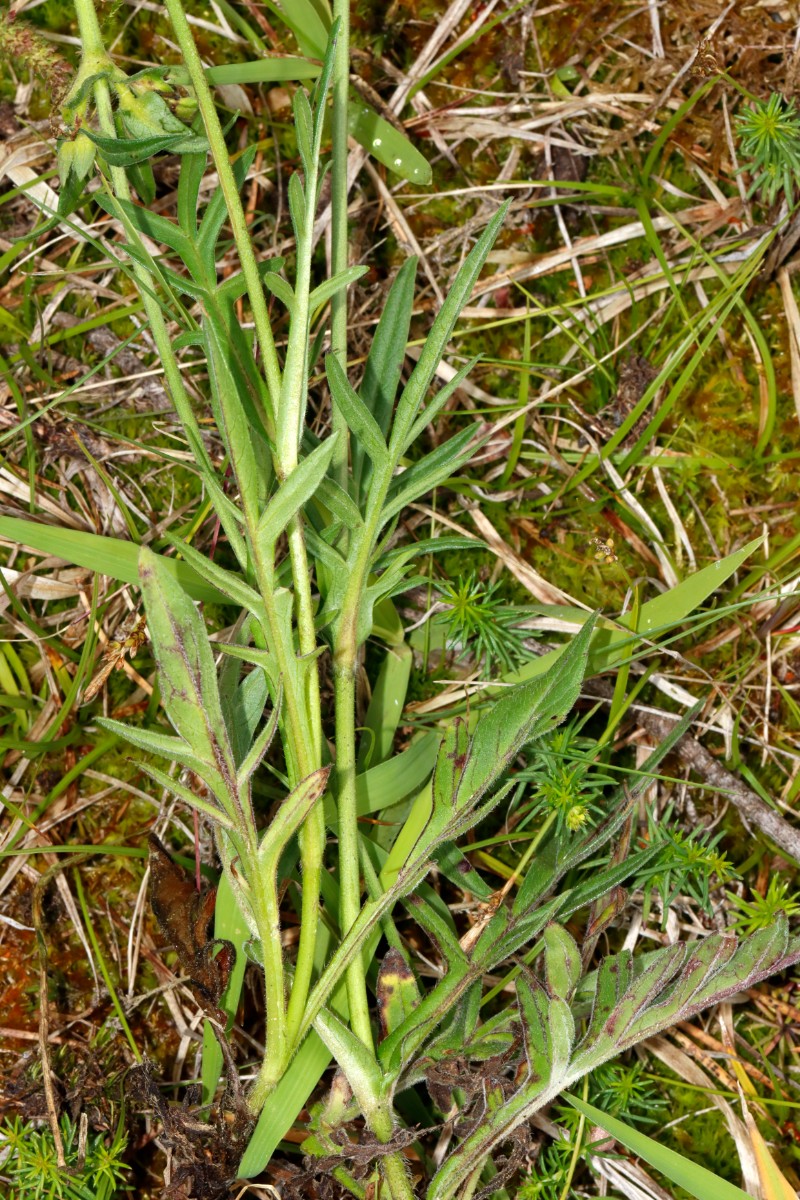 Knautia serpentinicola Wojaleite Wurlitz Juni24 A12.jpg