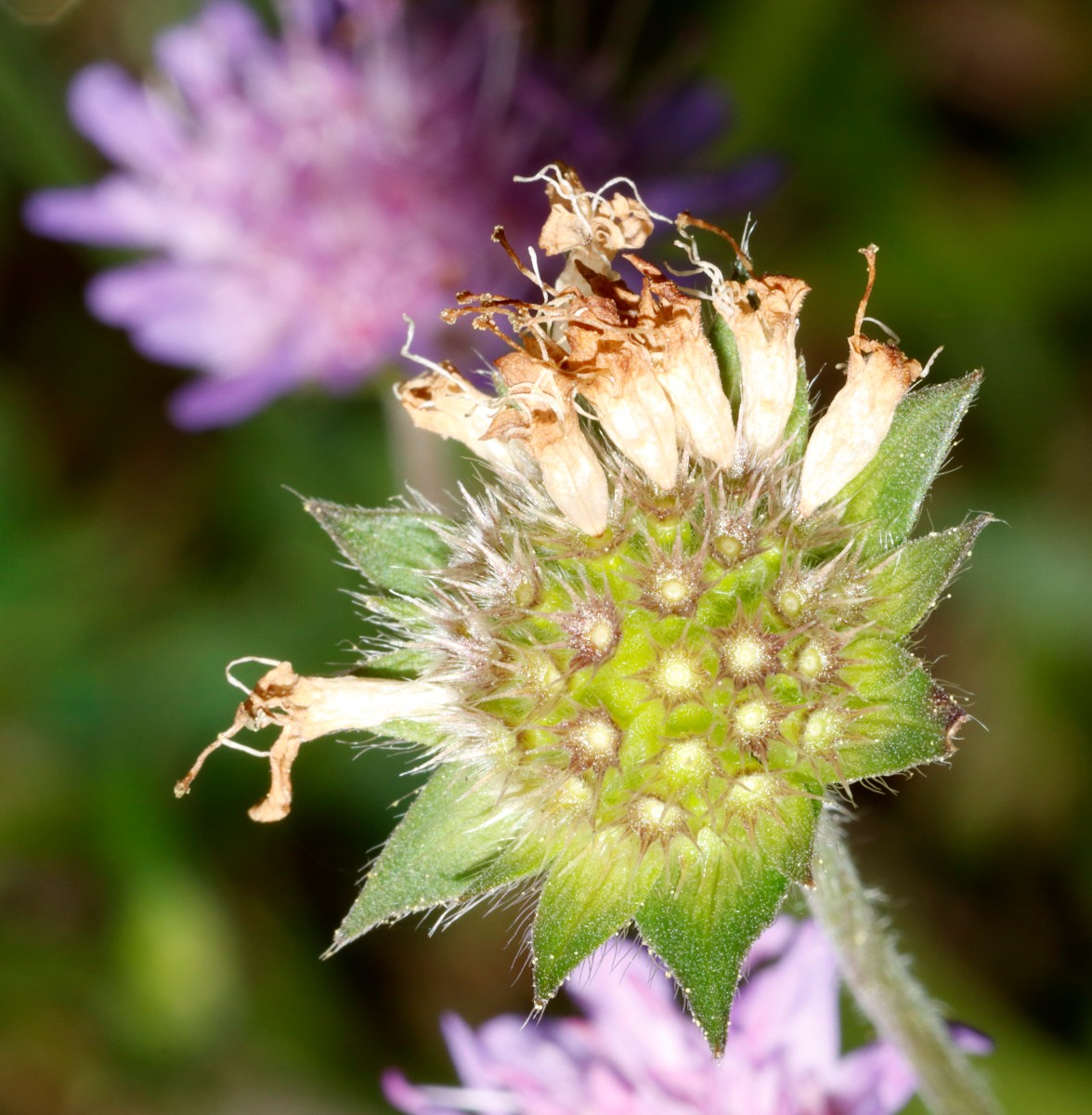 Knautia serpentinicola Wojaleite Wurlitz Juni24 A17.jpg