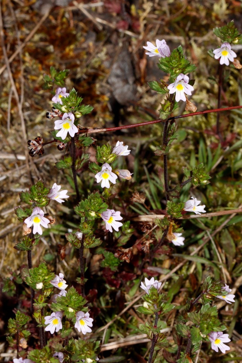 Euphrasia stricta (cf) Wojaleite Wurlitz Juni24 A02.jpg