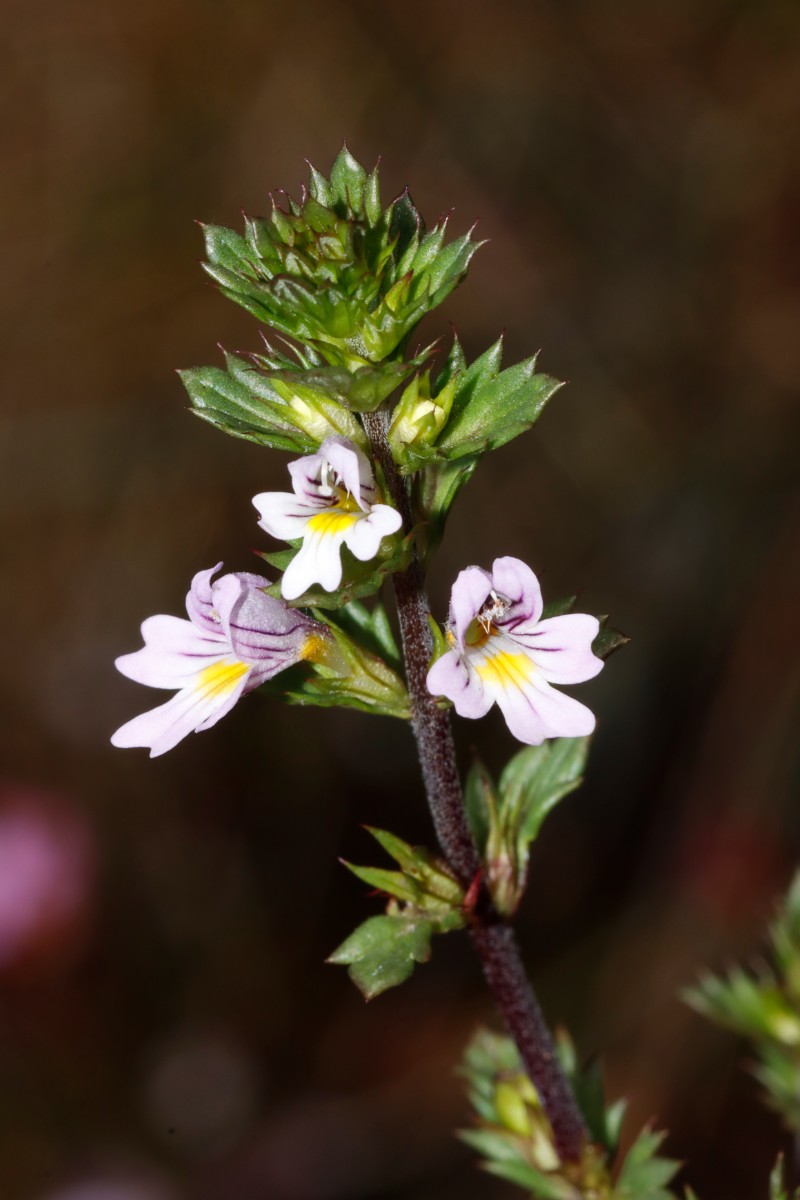 Euphrasia stricta (cf) Wojaleite Wurlitz Juni24 A04.jpg