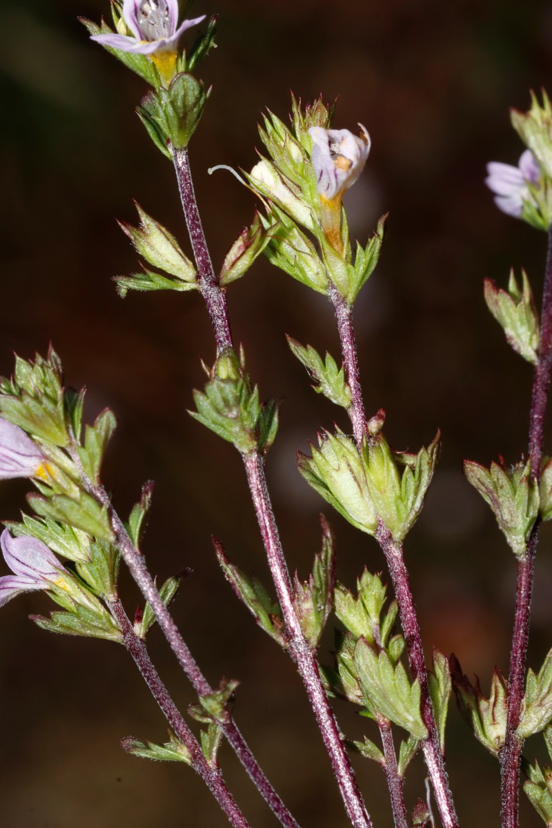 Euphrasia stricta (cf) Wojaleite Wurlitz Juni24 A07.jpg