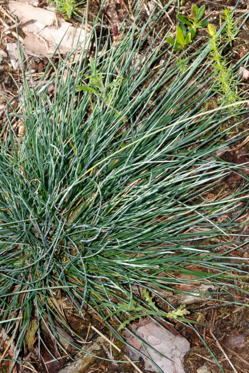 Festuca csikhegyensis oder pallens Wojaleite Wurlitz Juni24 A06.jpg