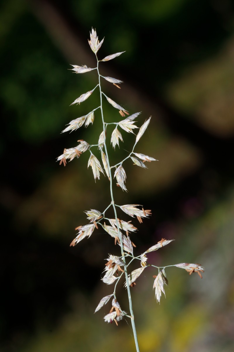 Festuca csikhegyensis oder pallens Wojaleite Wurlitz Juni24 A07.jpg