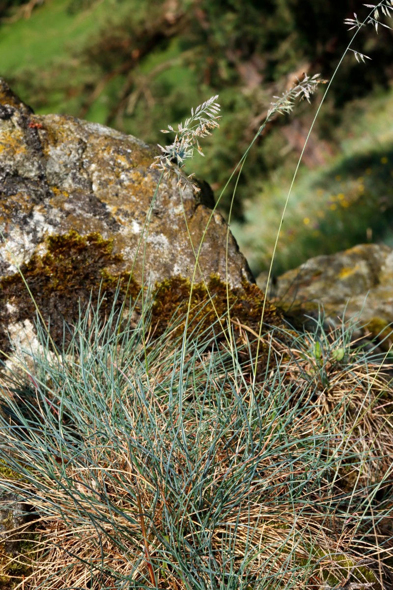 Festuca csikhegyensis oder pallens Wojaleite Wurlitz Juni24 A20.jpg
