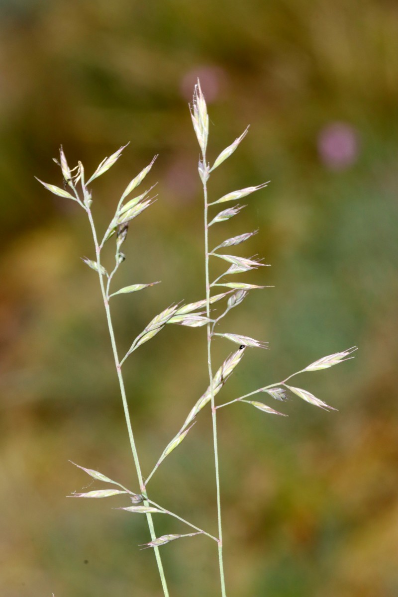 Festuca grün Wojaleite Wurlitz Juni24 A03.jpg