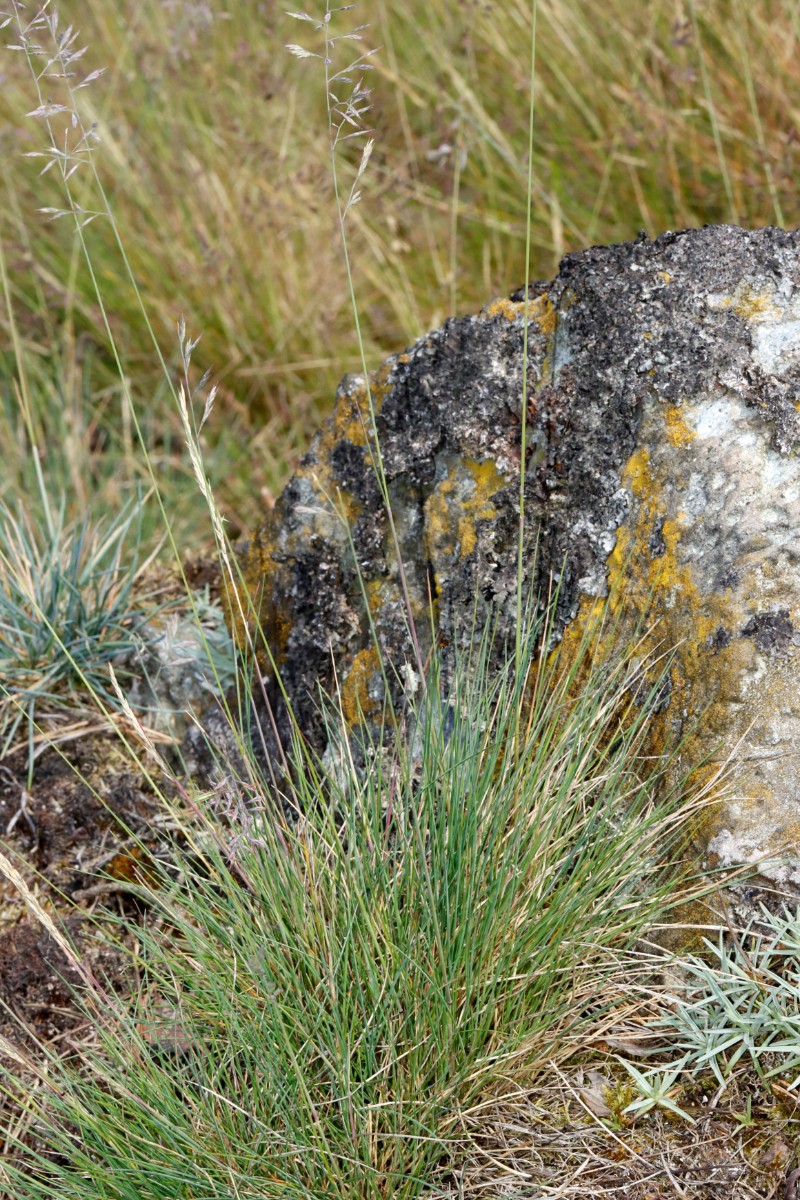 Festuca grün Wojaleite Wurlitz Juni24 A21.jpg