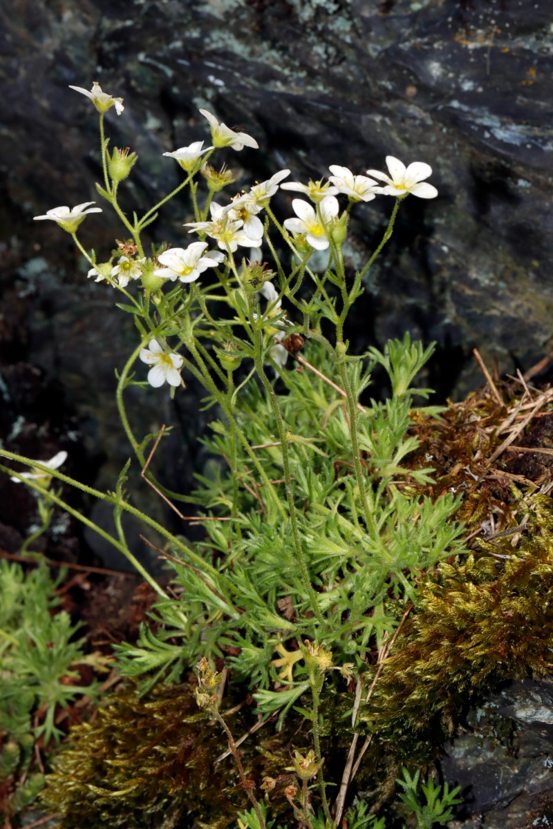 Saxifraga rosacea ssp rosacea Wojaleite Wurlitz Juni24 A05.jpg