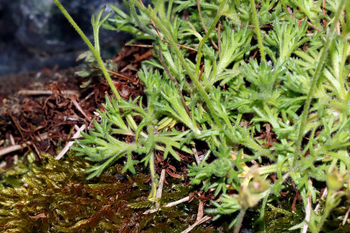 Saxifraga rosacea ssp rosacea Wojaleite Wurlitz Juni24 A06.jpg