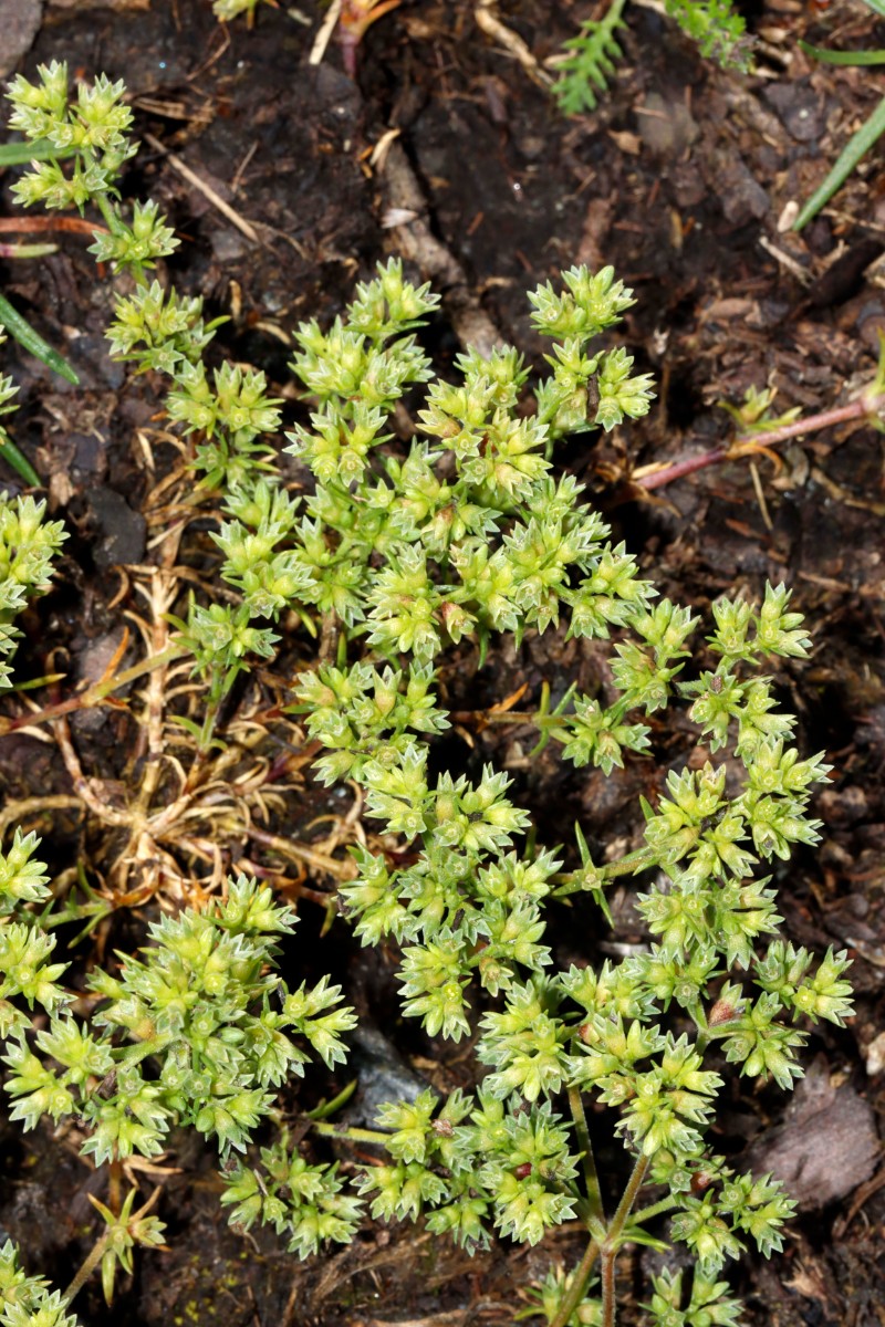 Scleranthus polycarpos Wojaleite Wurlitz Juni24 A01.jpg