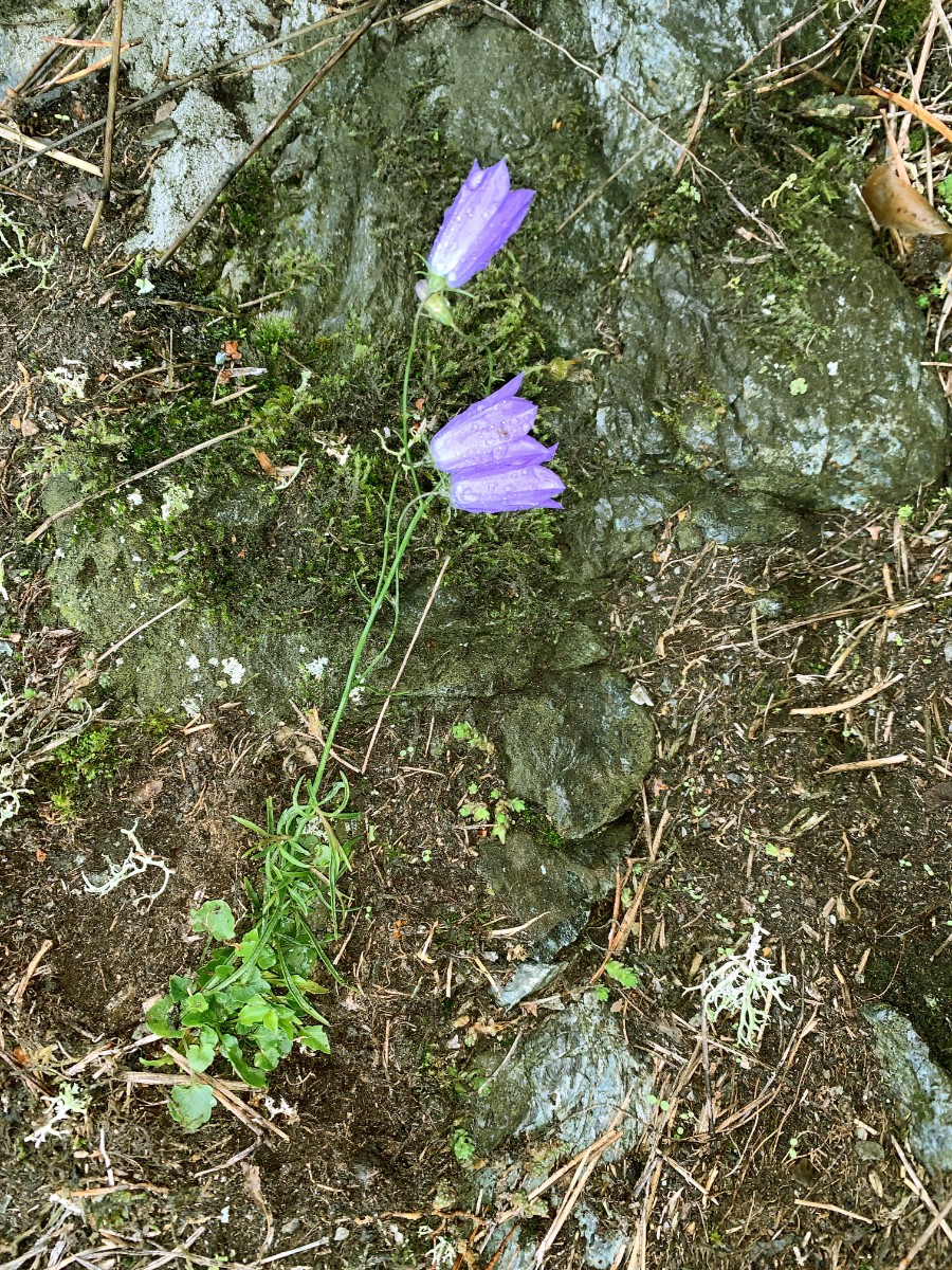 Campanula gentilis Wojaleite Wurlitz bei Hof I4.jpg