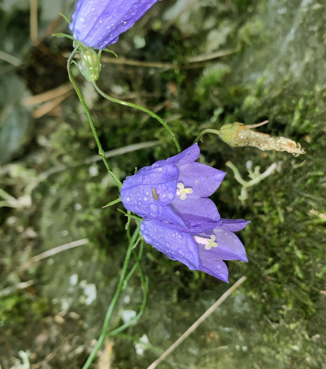 Campanula gentilis Wojaleite Wurlitz bei Hof I7.jpg