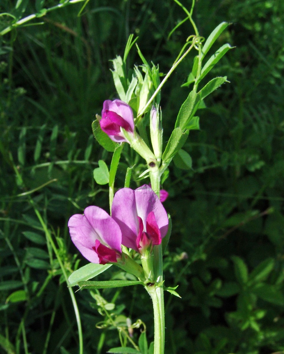 Vicia multicolorans yy Bruchsal StOÜbPl G4.jpg