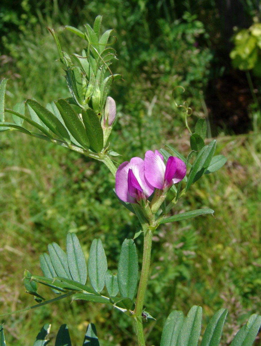 Vicia segetalis yy Rauenberg AlterWeinberg G15.jpg