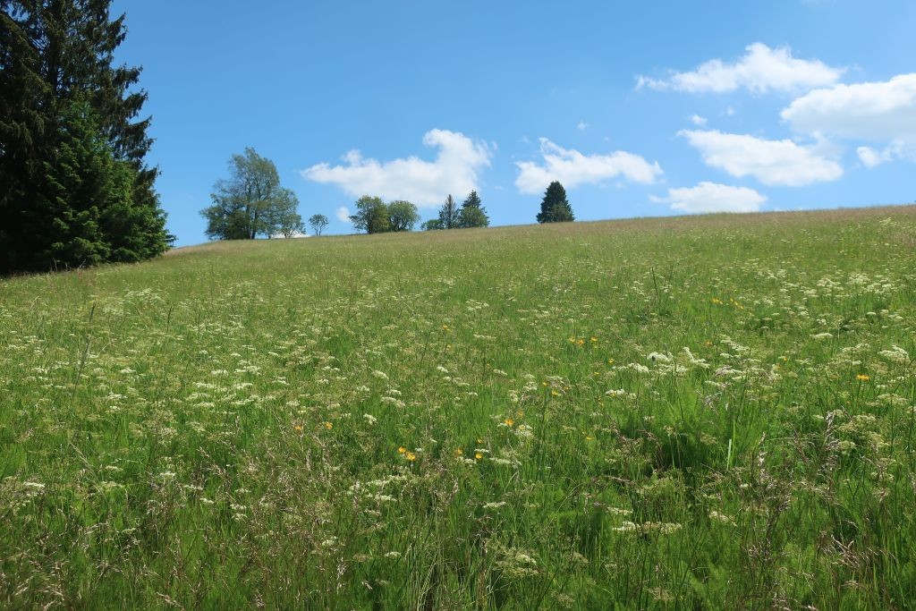 Bärwurz ohne Ende rund um Nordhalben