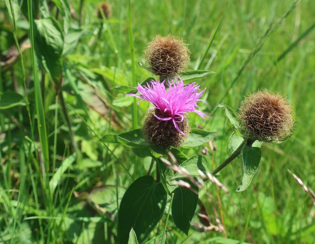 Die Perücken-Flockenblume am Beginn der Blütezeit