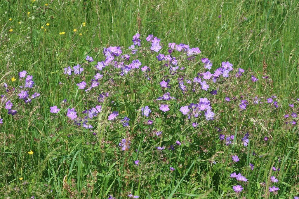 Typisch Wald-Storchschnabel: häufig in den Wiesen, kein einziges Mal im Wald gefunden