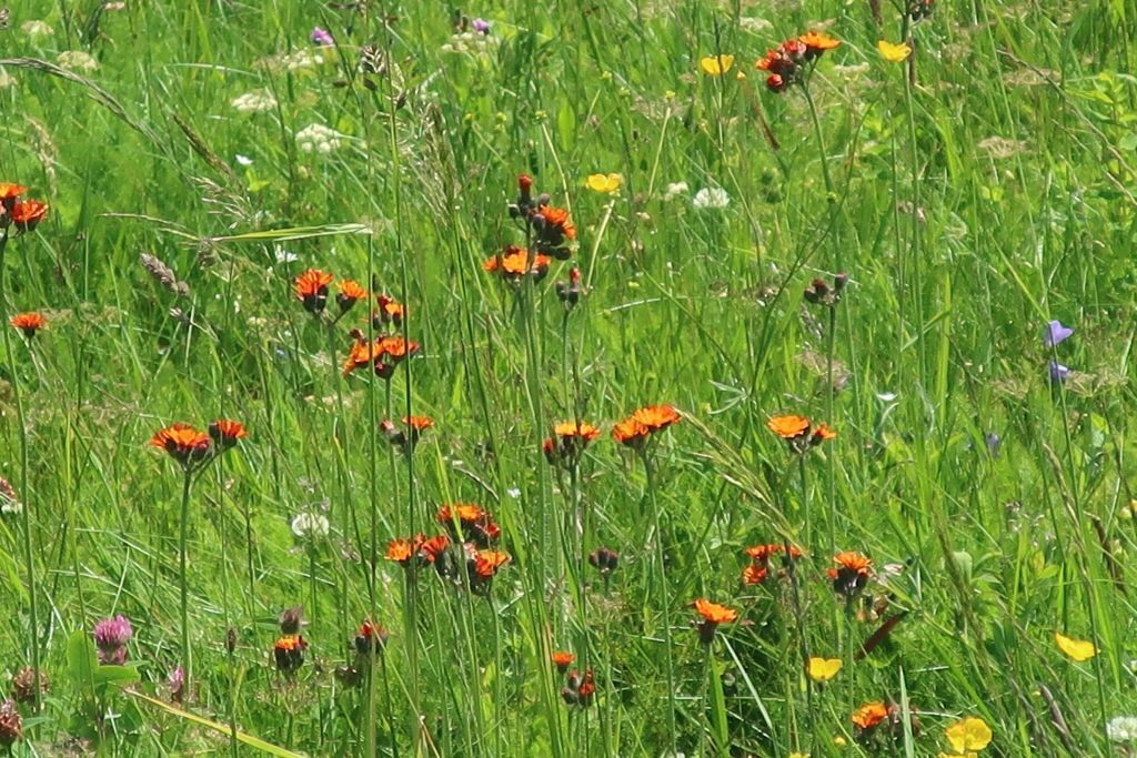 Manche Wiesen waren orange gesprenkelt