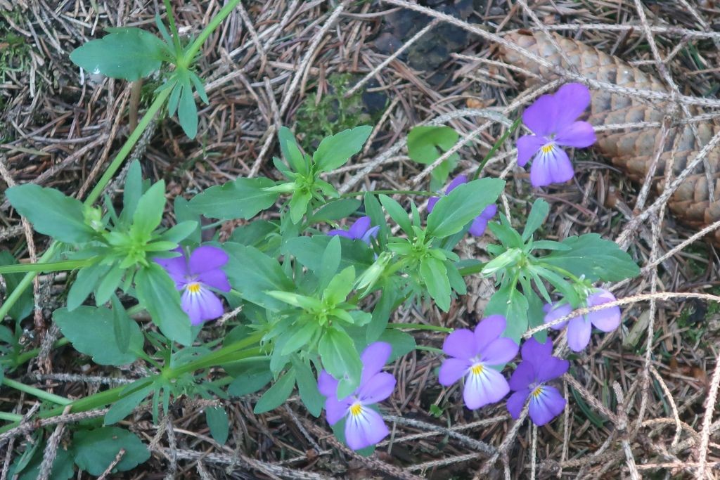 Viola tricolor liebt hingegen Böschungen am Wegrand