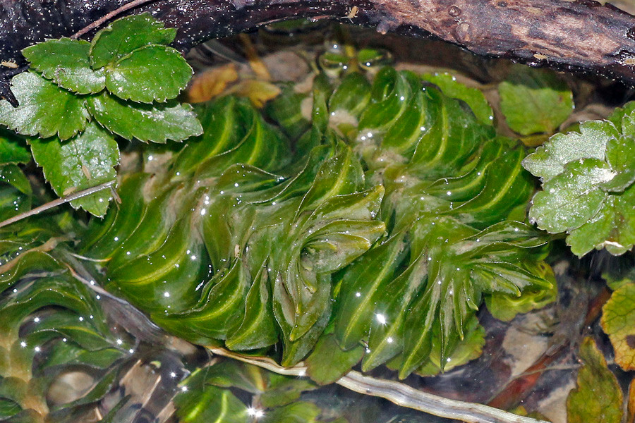 _MG_4570.jpg