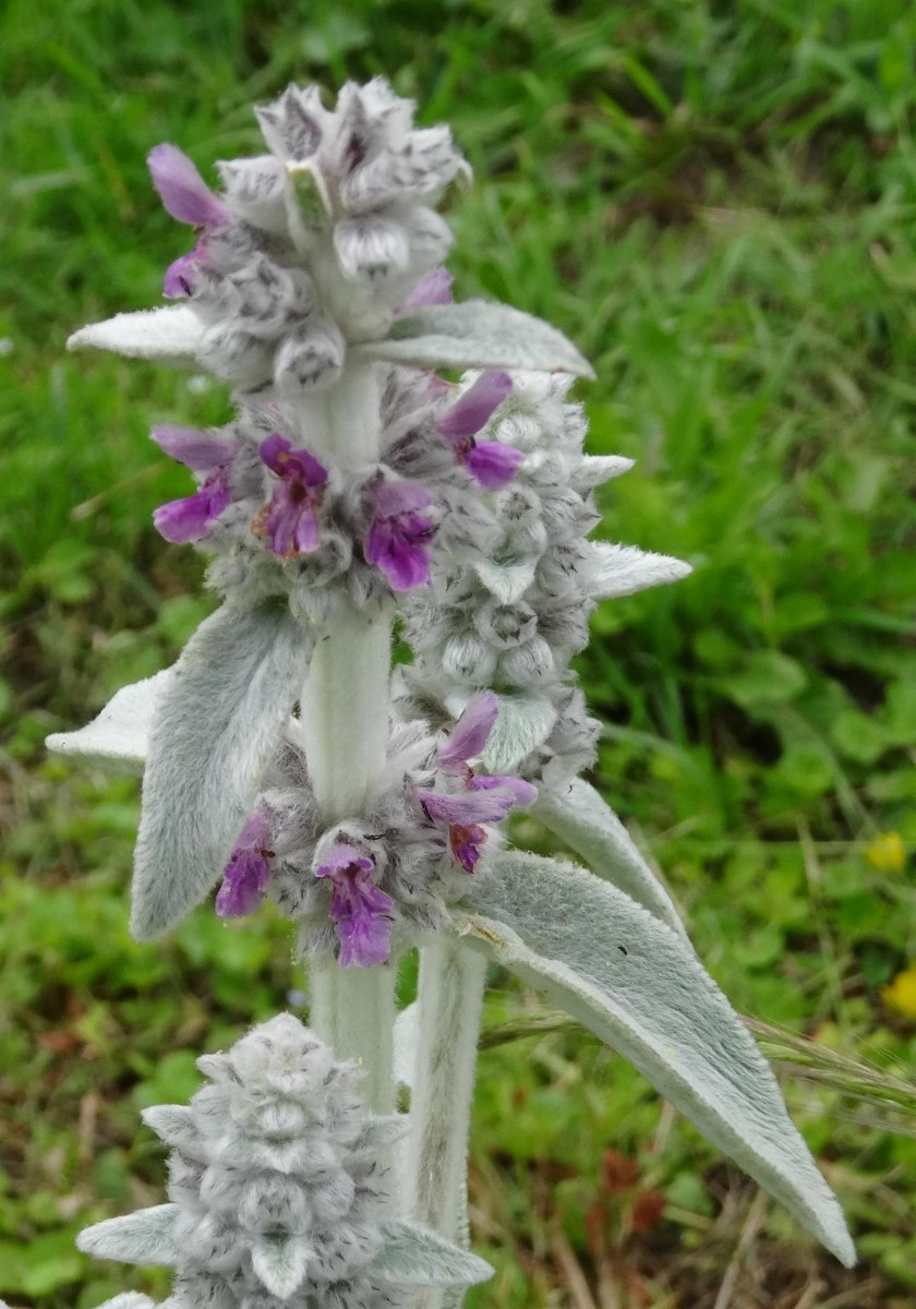 (2) Blüten.jpg