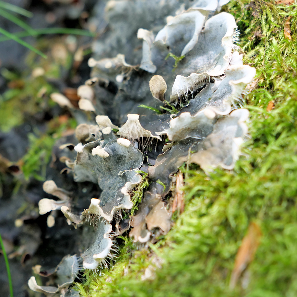 Details1.JPG