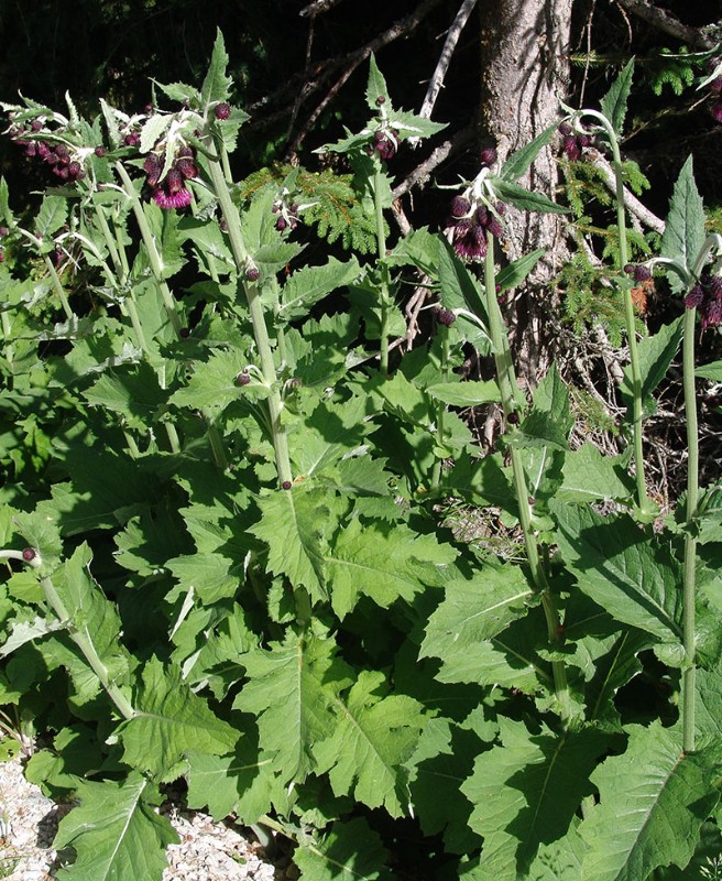 Cirsium greimleri (waldsteinii) Steiermark KleinerZinken 1600m G08.jpg