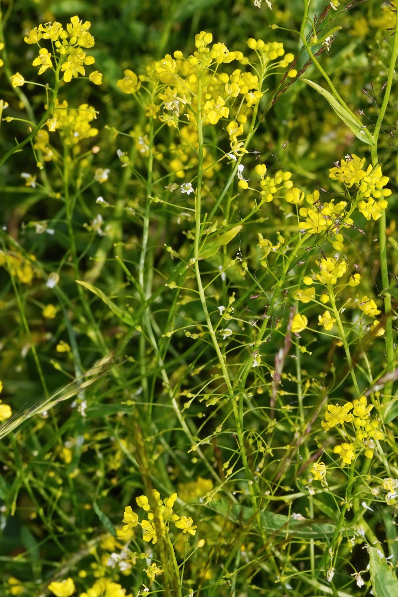 24A05033a.jpg