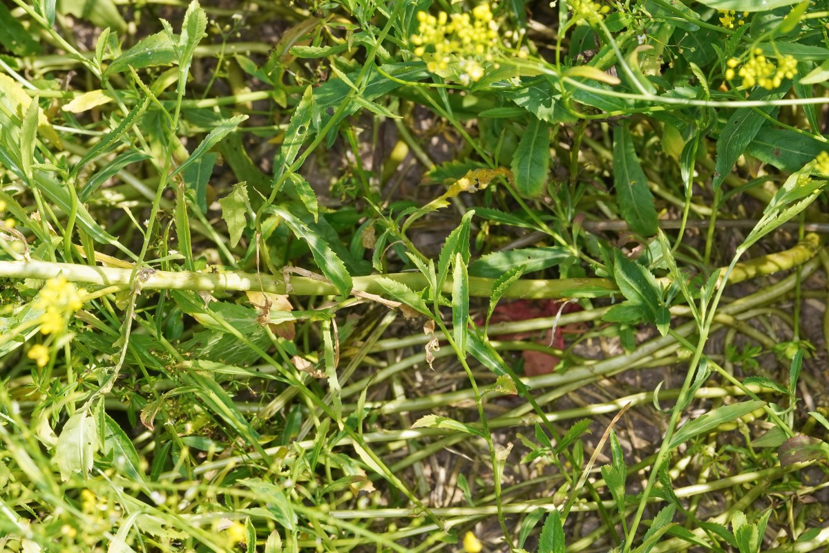 24A05038a.jpg