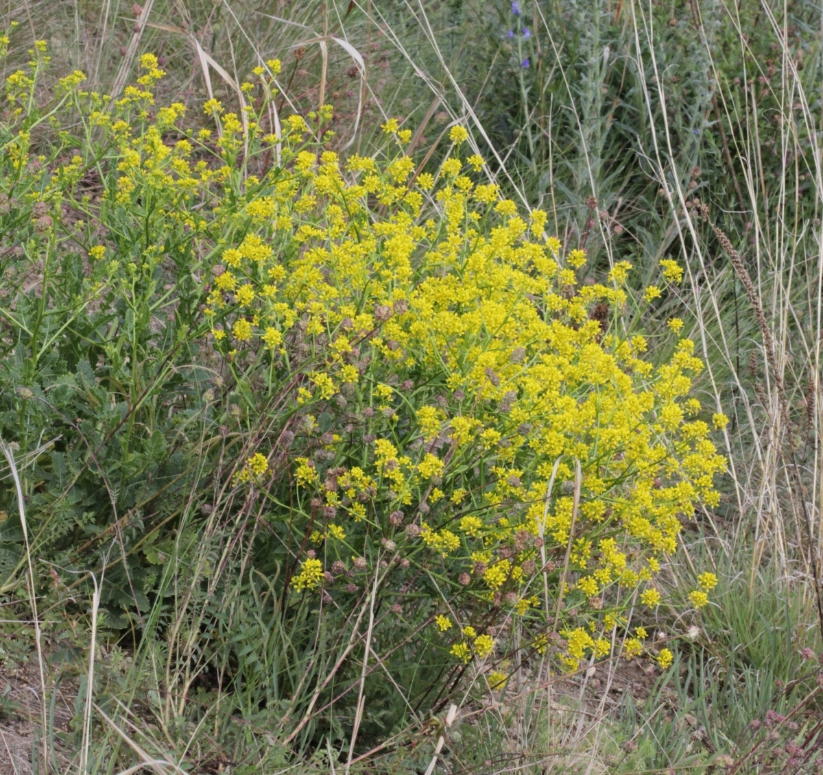 IMG_7483.JPG