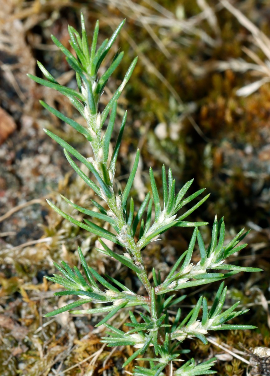Polycnemum verrucosum ex Weimar GartenWe 2022 A04.jpg