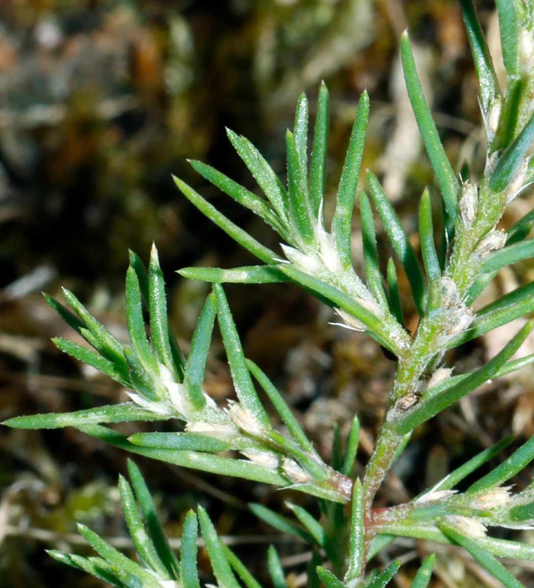 Polycnemum verrucosum ex Weimar GartenWe 2022 A05.jpg