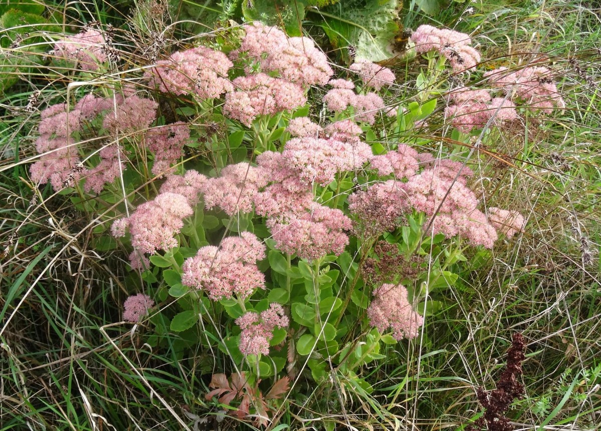 Habitus