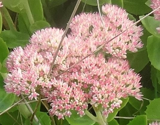 Blüten