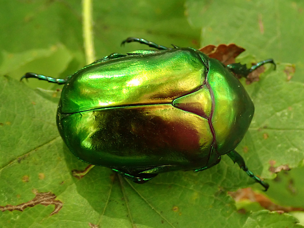 Protaetia speciosissima-a_Großer Rosenkäfer_08-2022.jpg