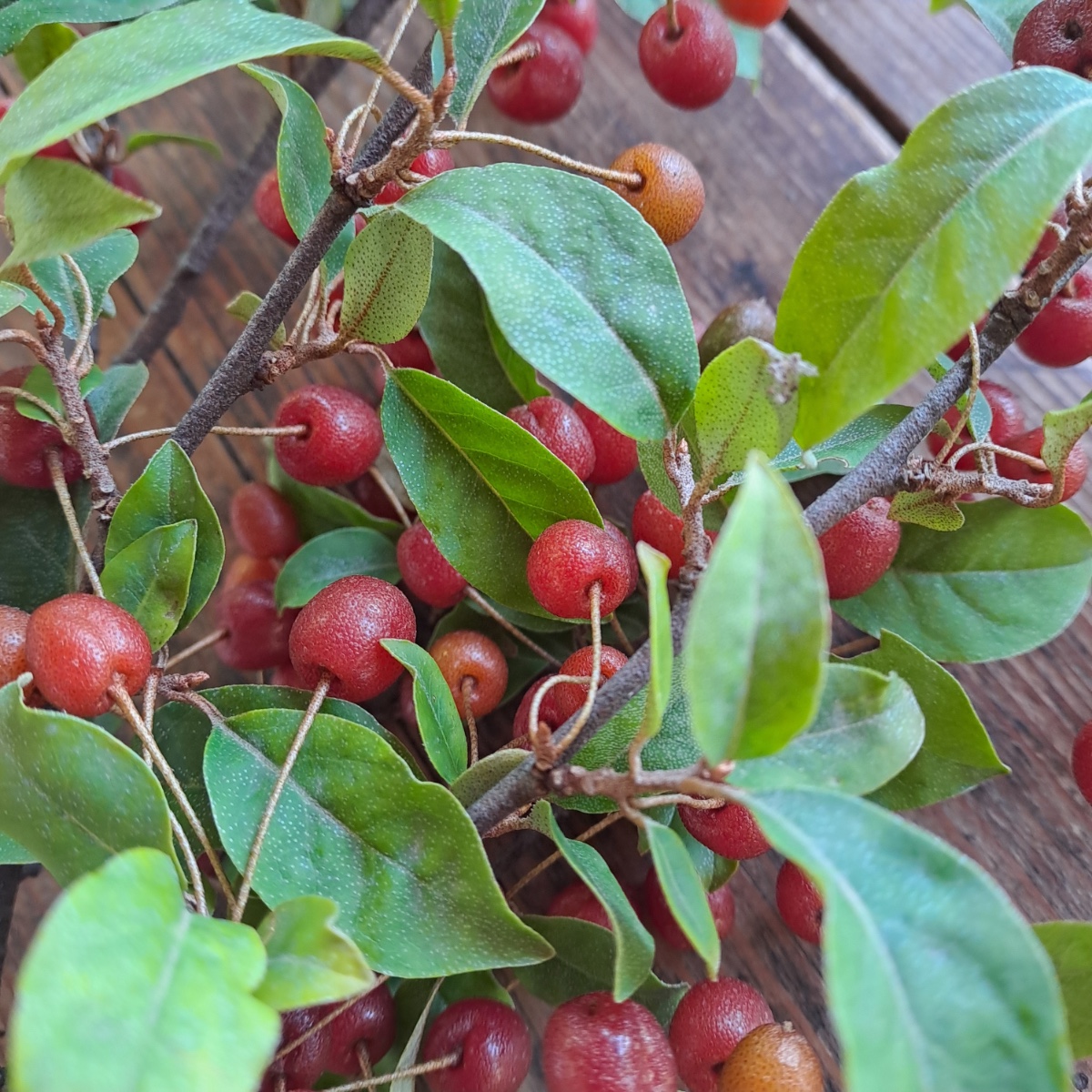 Beeren.jpg