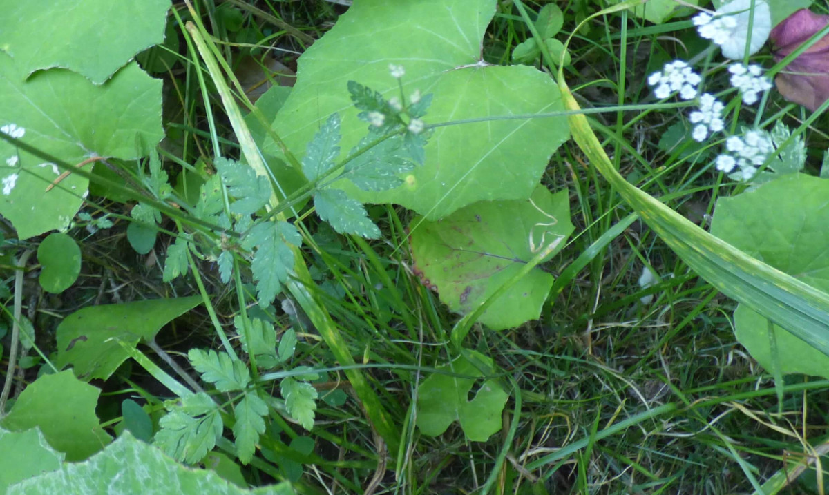 P1600418-002.JPG