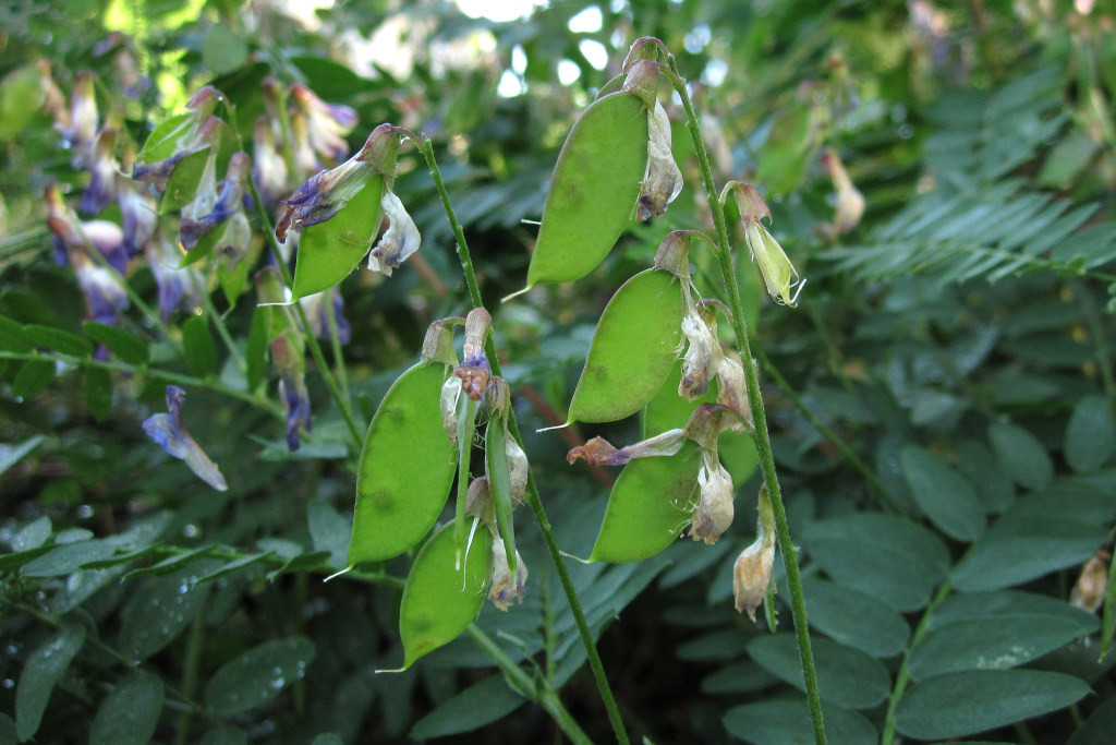 vicia_cassubica_tiho_hannover_2024-06-13 (6).jpg