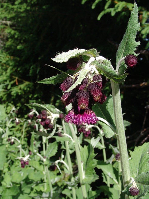 Cirsium greimleri (waldsteinii) Steiermark KleinerZinken 1600m G10.jpg