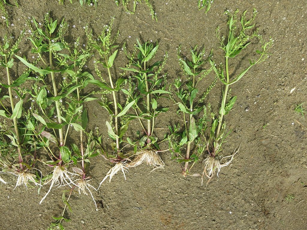 Veronica_catenatoides_BTr_1.jpg