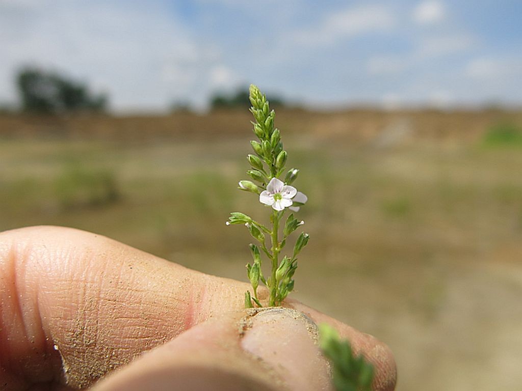 Veronica_catenatoides_BTr_2.jpg