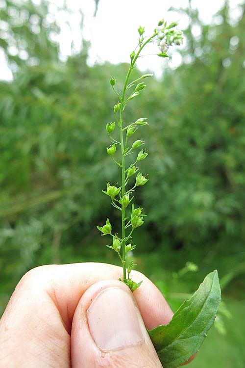 Veronica_catenatoides_BTr_3.jpg