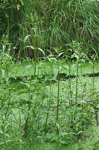 Veronica_catenatoides_BTr_4.jpg