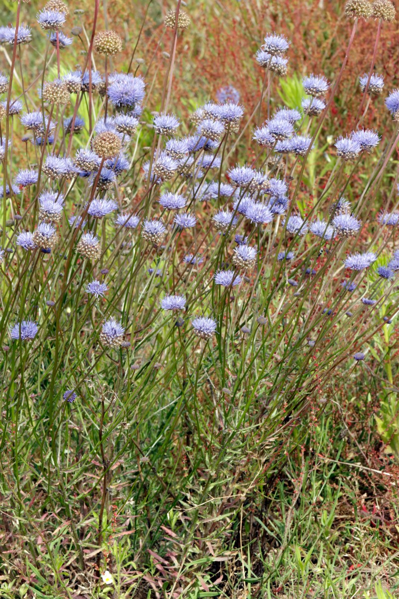 Jasione montana Kronau-SW Sandäcker A02.jpg