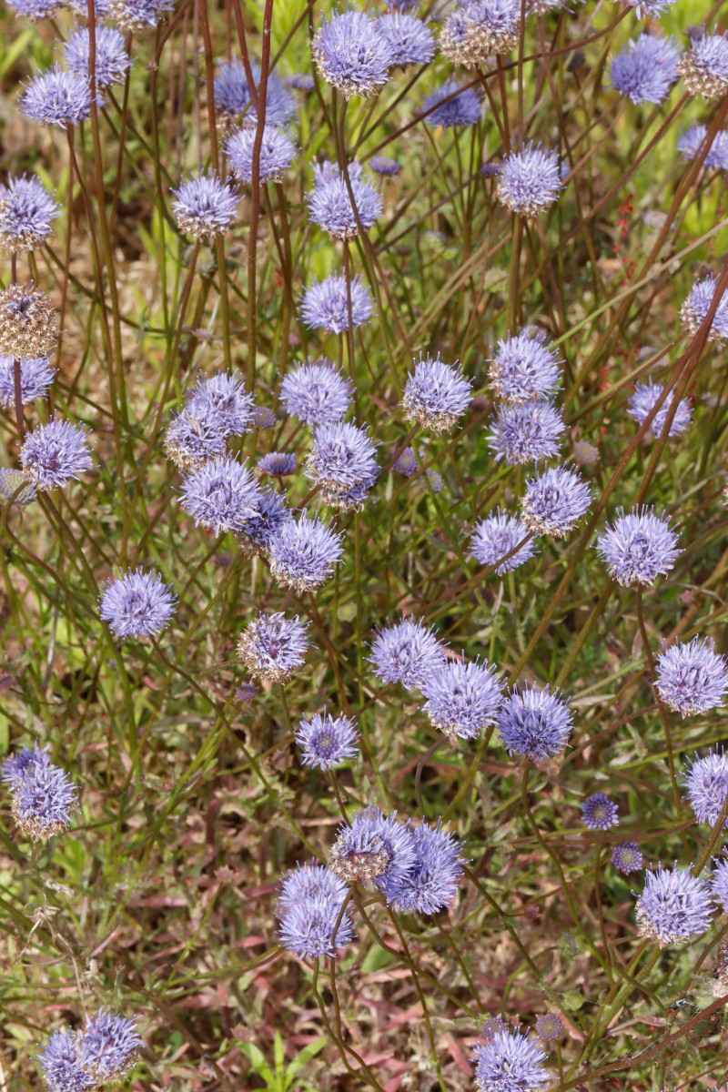 Jasione montana Kronau-SW Sandäcker A04.jpg