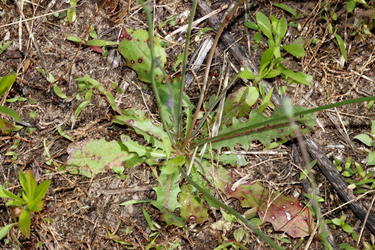 Hypochaeris glabra Kronau-SW Sandäcker A01.jpg