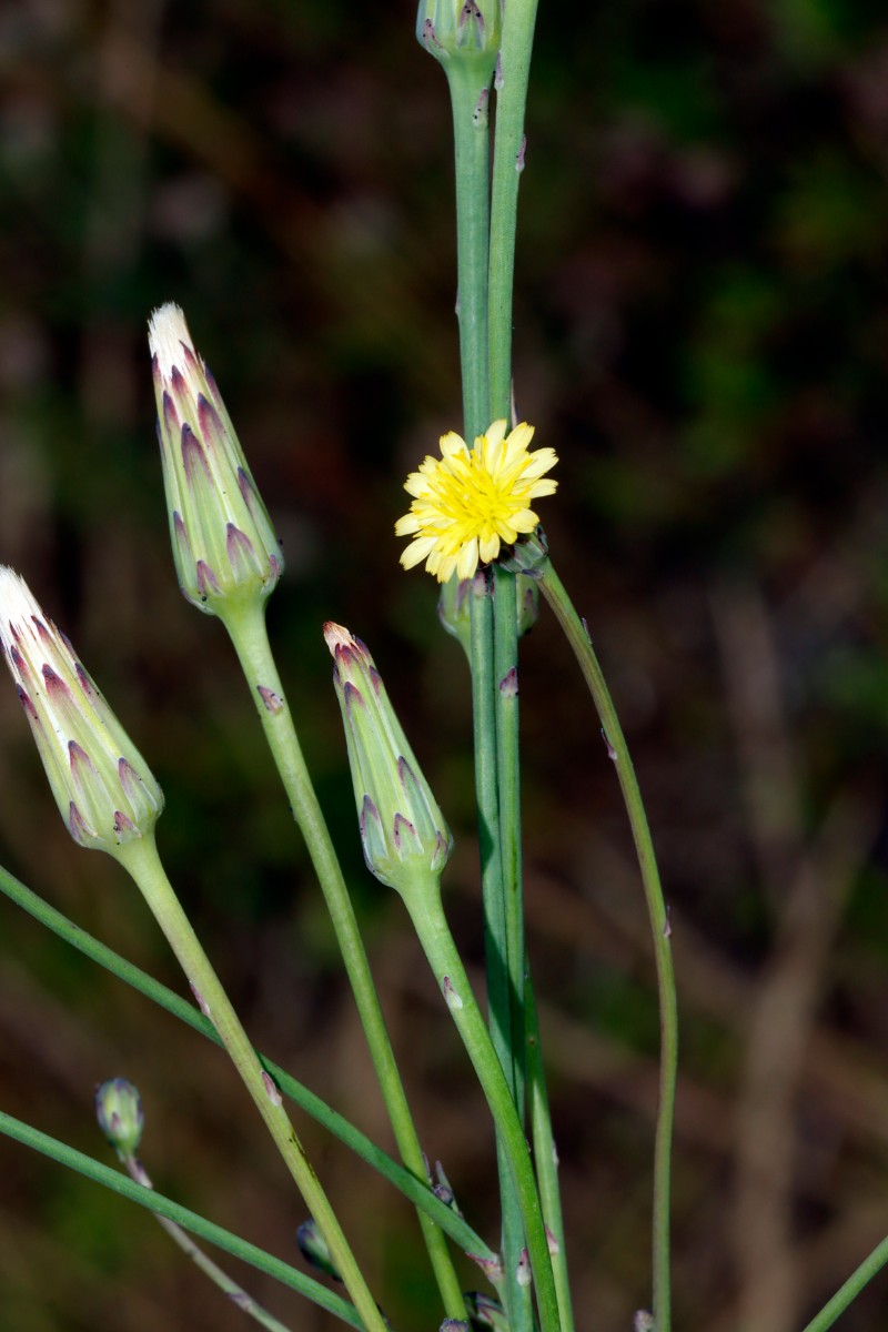Hypochaeris glabra Kronau-SW Sandäcker A03.jpg