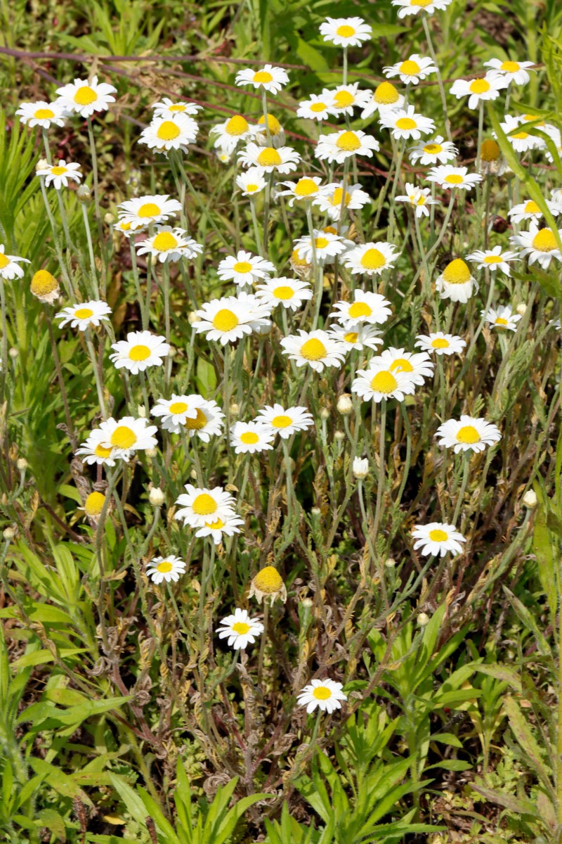 Anthemis ruthenica Kronau-SW Sandäcker A02.jpg